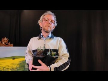 [ID: CG9wVWWk0HY] Youtube Automatic