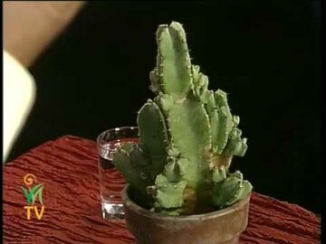 [ID: DaUGoJobtqc] Youtube Automatic