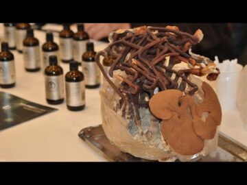 [ID: eEE2KT5F6Gk] Youtube Automatic