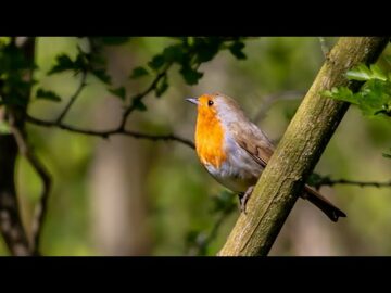 [ID: MPiNCNdqA-8] Youtube Automatic