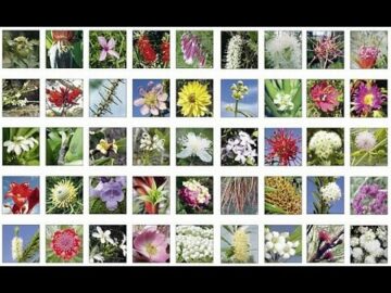 [ID: psB2KmQDLXM] Youtube Automatic