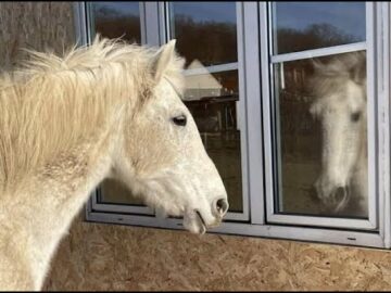 [ID: xL-pYZUo5Ww] Youtube Automatic